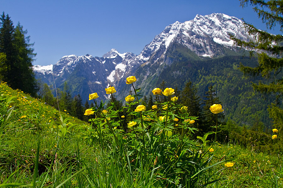 Alpine Pastures