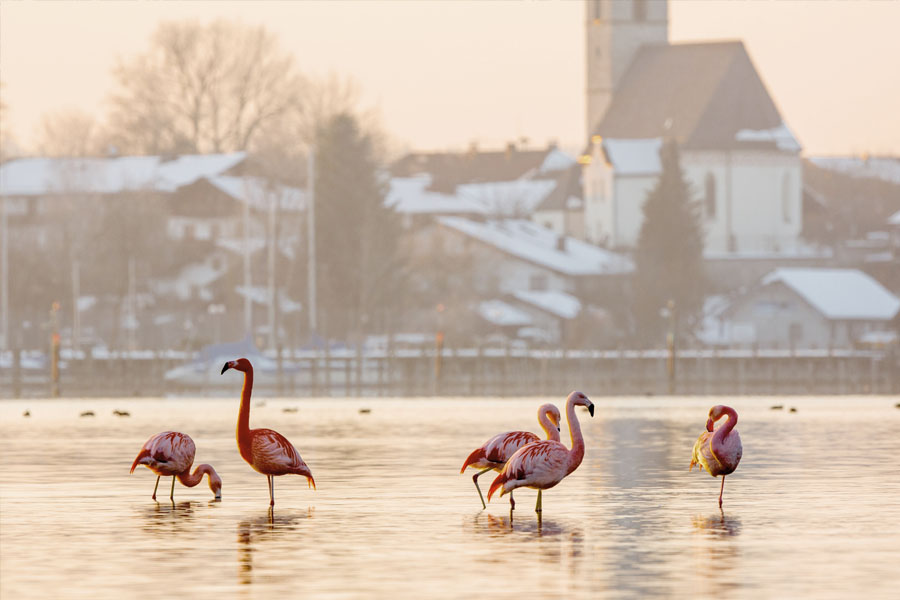 Chiemsee - A Sea in Bavaria