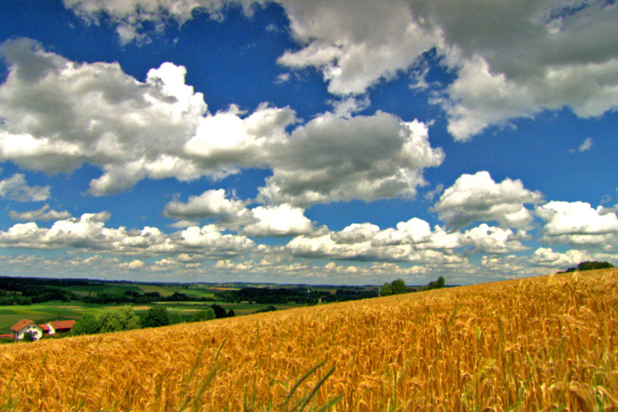 Das Kornfeld – Dschungel für einen Sommer