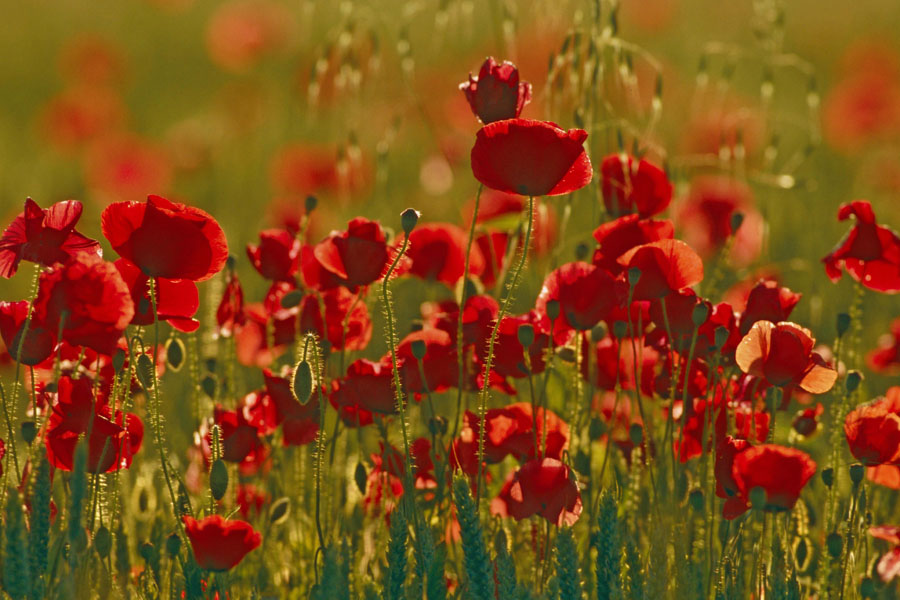 Das Kornfeld – Dschungel für einen Sommer