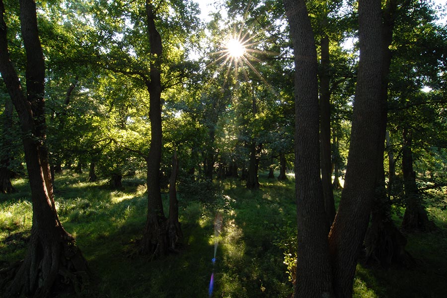 The hidden life of trees