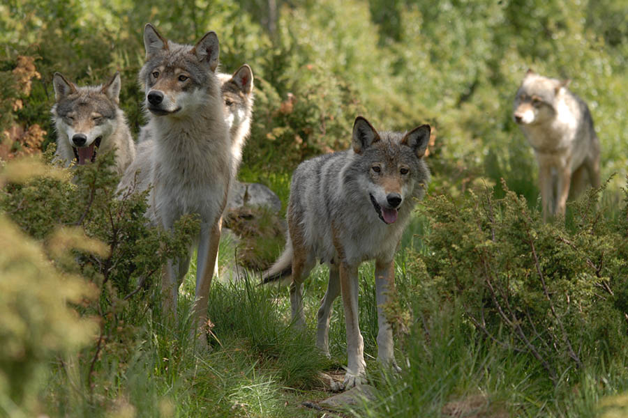 Wolves of Langedrag
