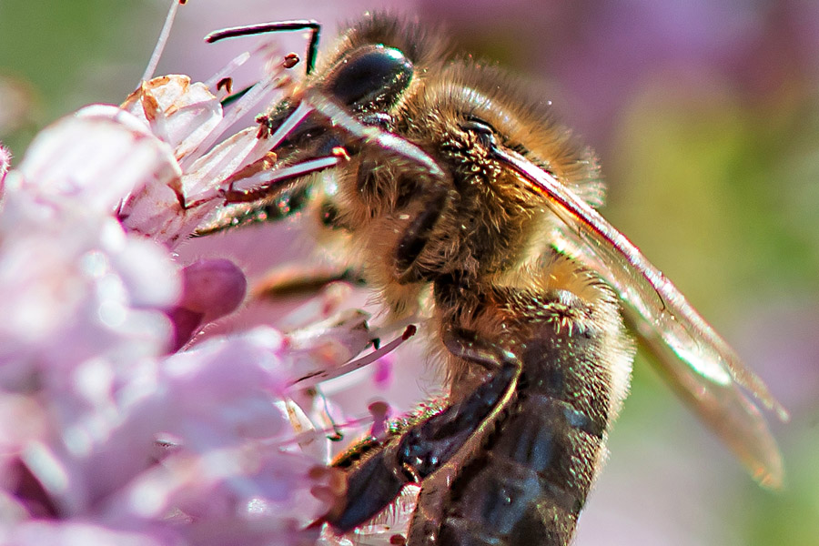 Ziemlich wilde Bienen