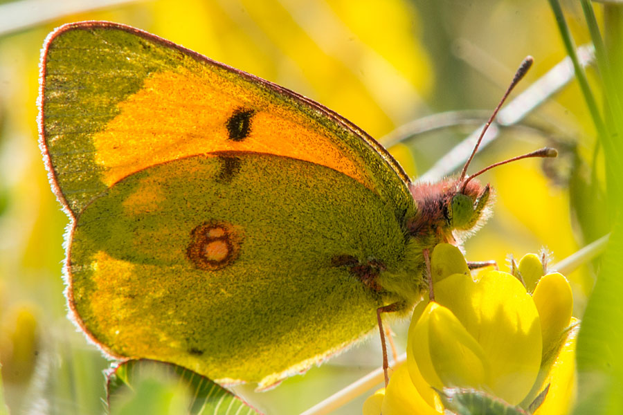 The story of the Danube Clouded Yellow