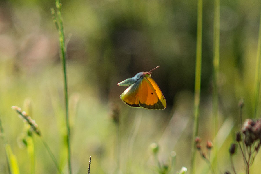 The story of the Danube Clouded Yellow