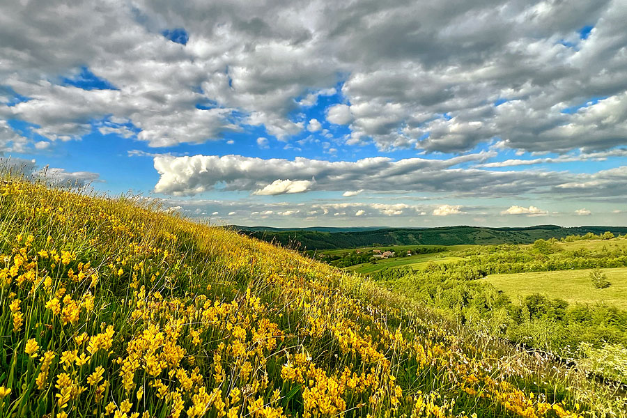 The story of the Danube Clouded Yellow