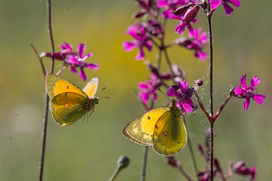 The story of the Danube Clouded Yellow