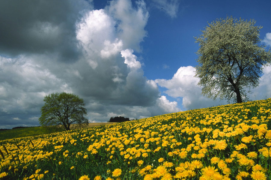 The Meadow