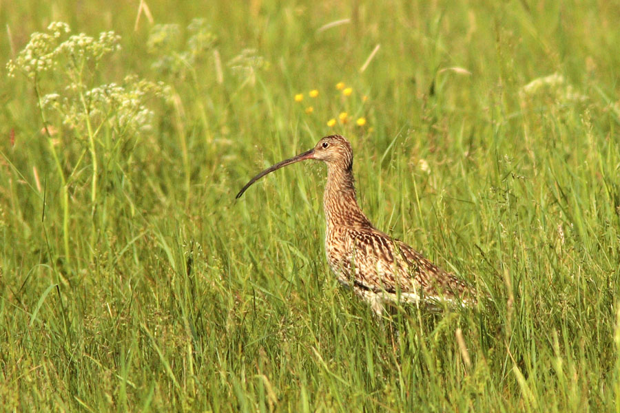 The Meadow