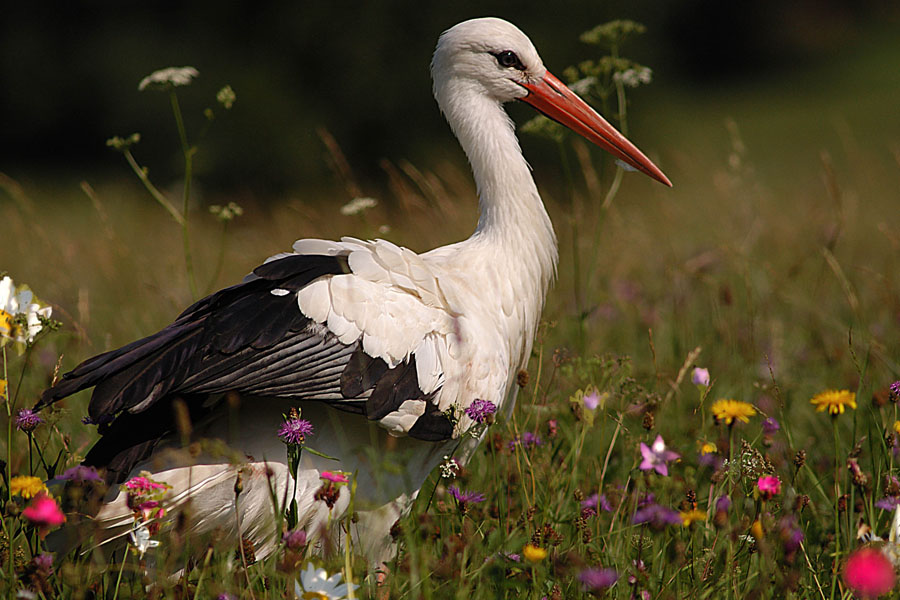 The Meadow