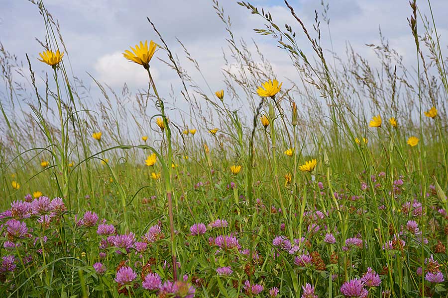 The Meadow