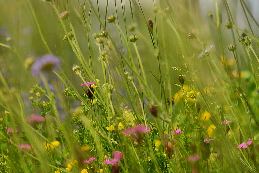 The Meadow