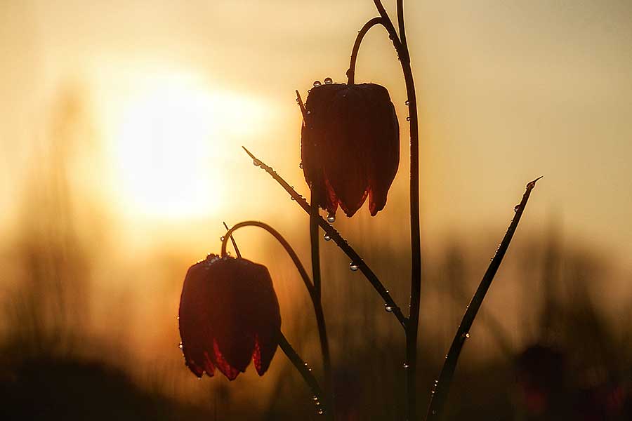 The Meadow