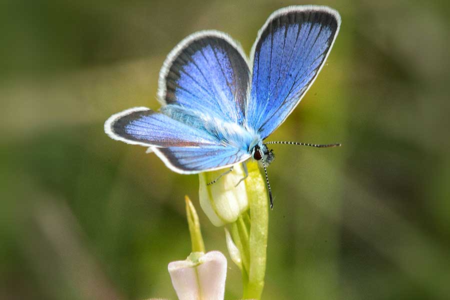 The Meadow