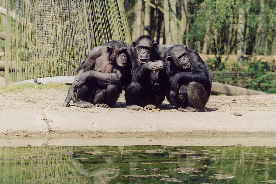 Die zehn ältesten Tiere der Welt