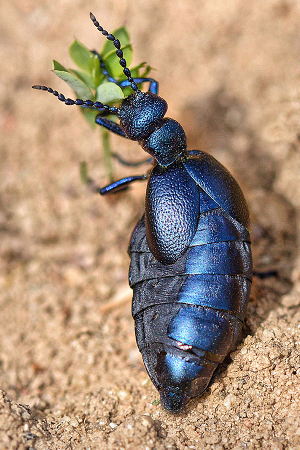 Fabelhafte Insekten