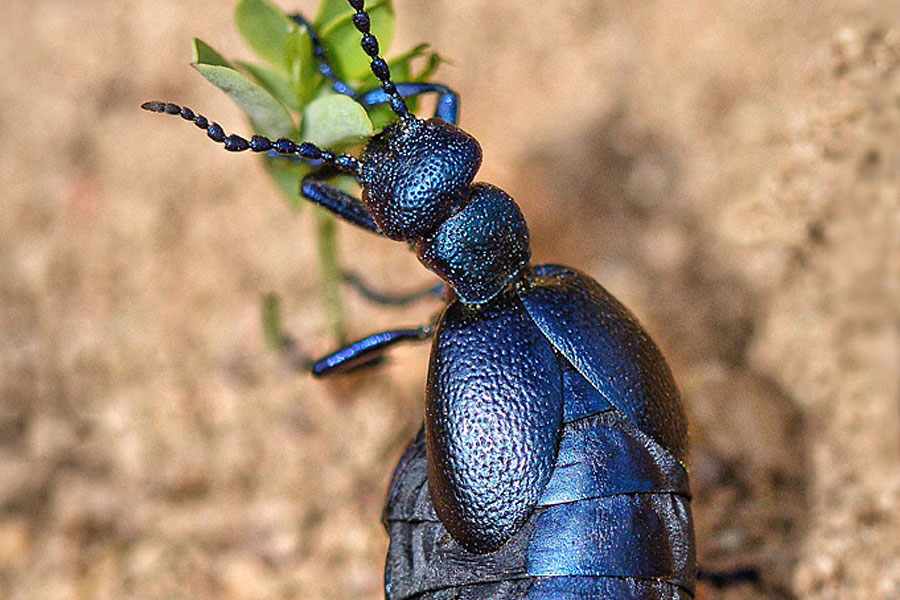 Fabelhafte Insekten