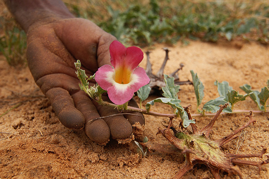 Healing Power of Nature