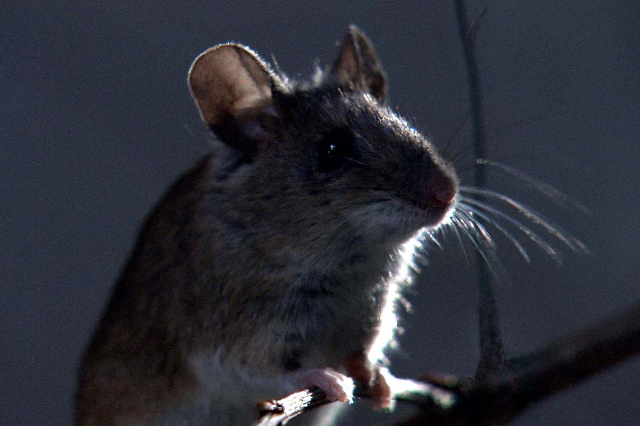 Im Reich der Mäuse
