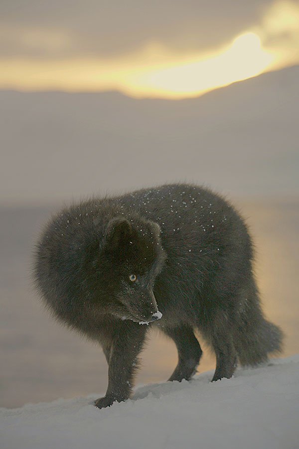 Kinderstuben der Tiere