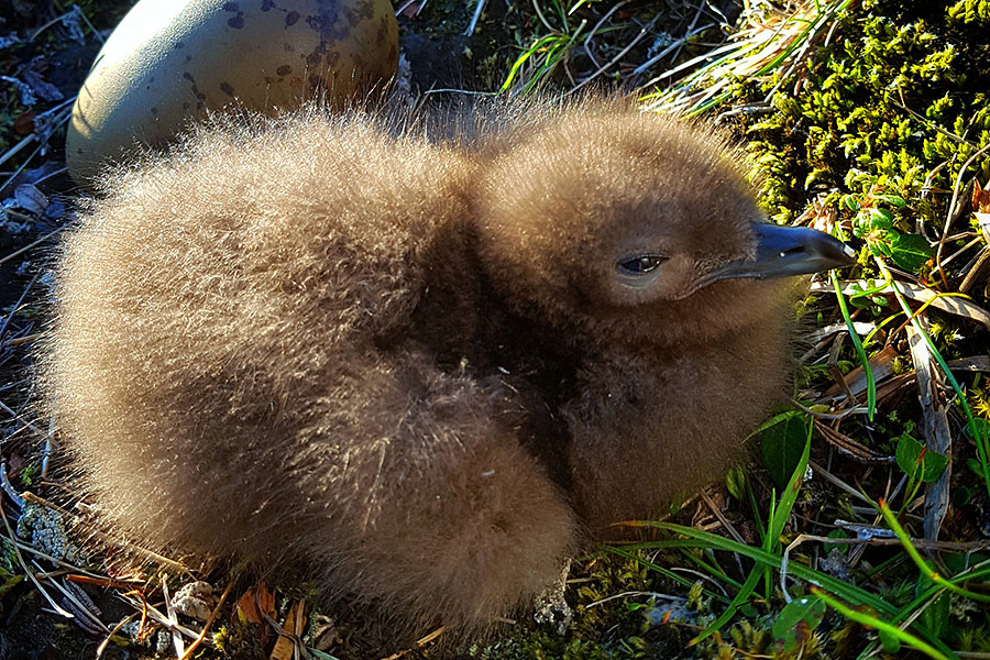 Kinderstuben der Tiere
