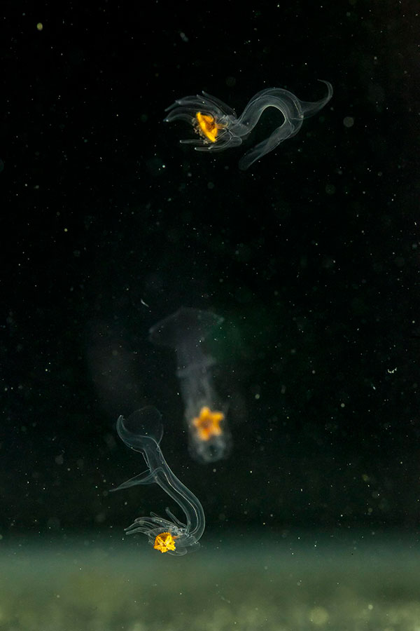 Kinderstuben der Tiere