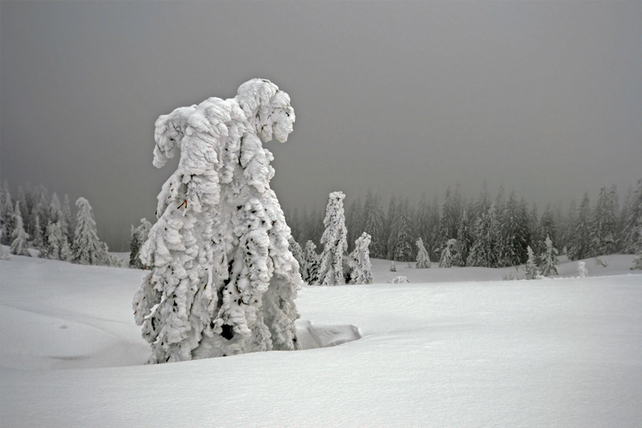 Wilde Heimat