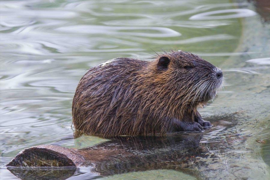 Tierische Eroberer