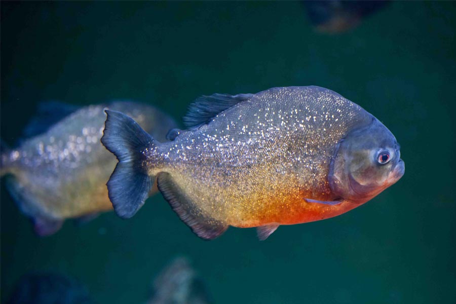 Tierische Eroberer