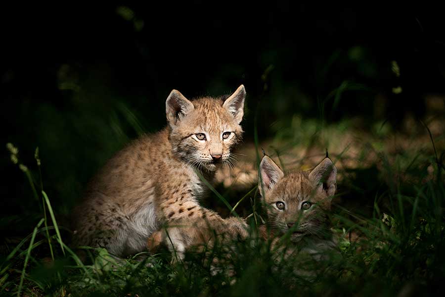 Wilde Tierkinder