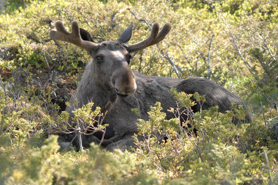 Wildes Skandinavien – Norwegen