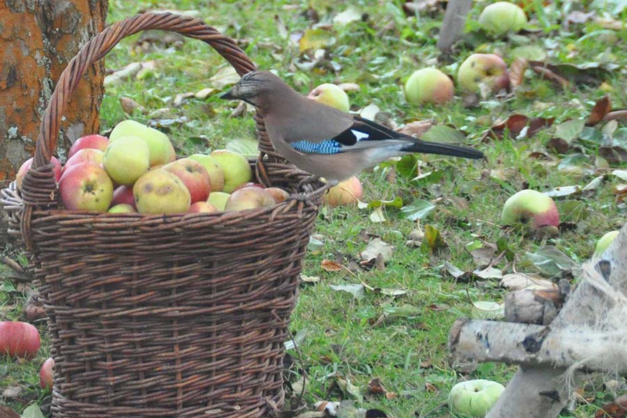 Wilde Stadtstreicher – Stories of wildlife in Munich