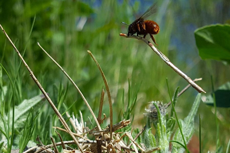 Biene Majas wilde Schwestern