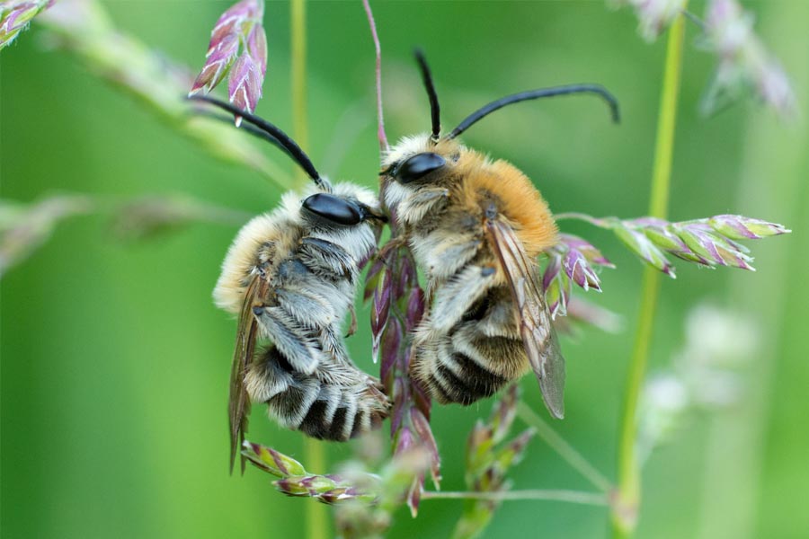 Biene Majas wilde Schwestern