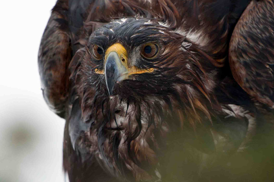 King of the Mountains – The Golden Eagle