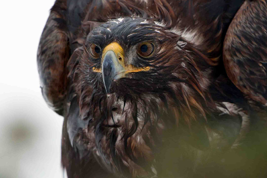 Steinadler – König der Berge