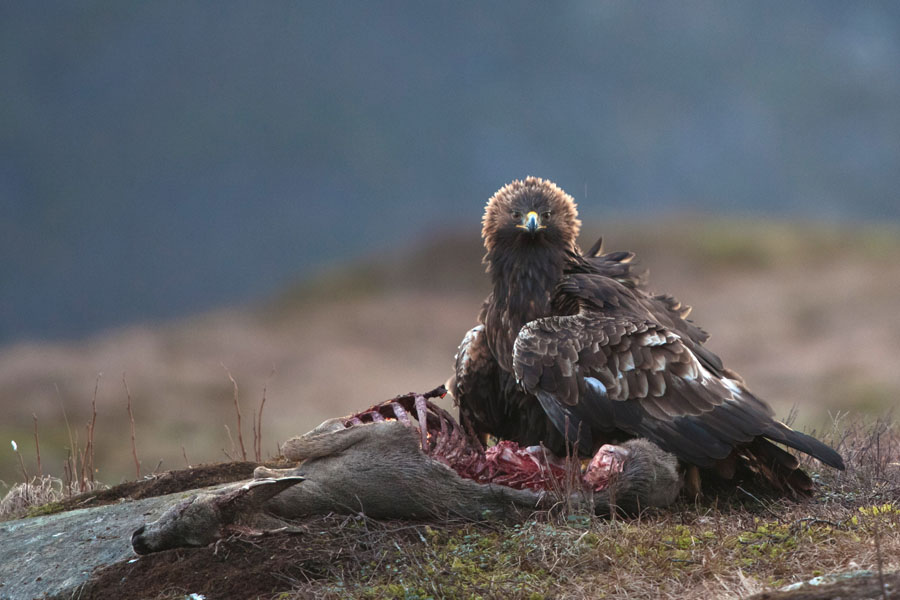 King of the Mountains – The Golden Eagle